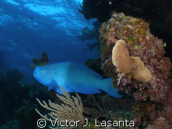 blue parrotfish in hollywood bowl dive site in Bahamas,,, by Victor J. Lasanta 